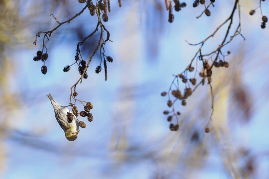 Eurasian siskin (Carduelis spinus), siskin, feeding on seeds of black alder, Hesse, Germany