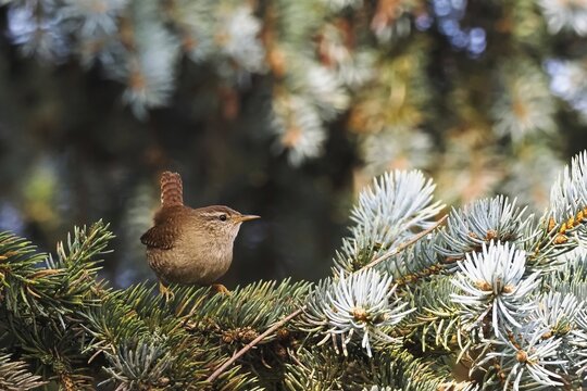 Eurasian wren (Troglodytes troglodytes) standing on red fir (Abies procera), Hesse, Germany