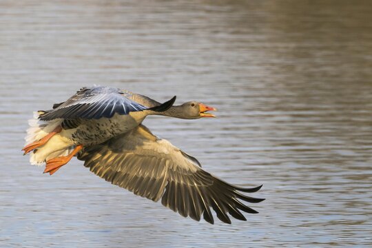 Greylag goose (Anser anser), flying, Hesse, Germany