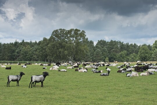 Domestic sheep (Ovis aries), Weseler Heide, Lower Saxony, Germany