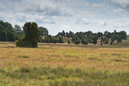 Common juniper (Juniperus communis) in heathland, Lower Saxony, Germany