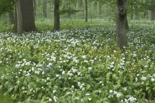 Mass stand of ramsons (Allium ursinum), alluvial forest Leipzig, Saxony, Germany
