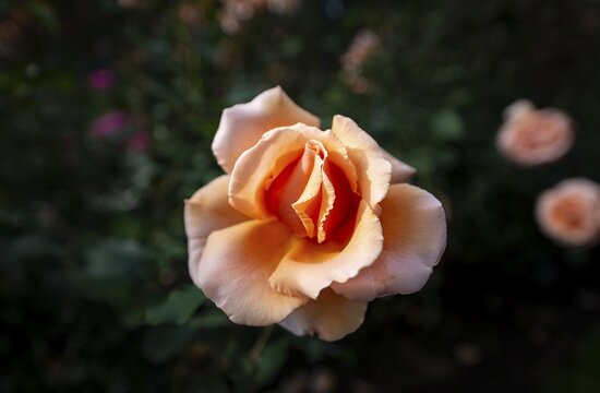 Shrub rose (Rosa), orange, International Rose Test Garden, Portland, Oregon, USA