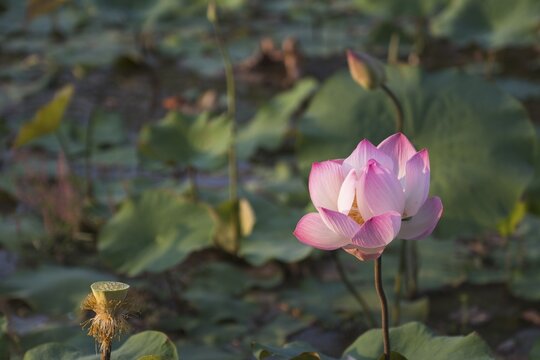 Lotus (Nelumbo nucifera), Siem Reap, Cambodia