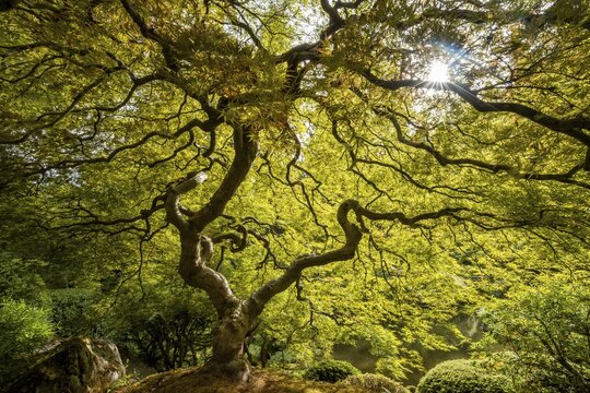 Downy japanese maple (Acer japonicum) with sunstar, Japanese Garden, Portland, Oregon, USA