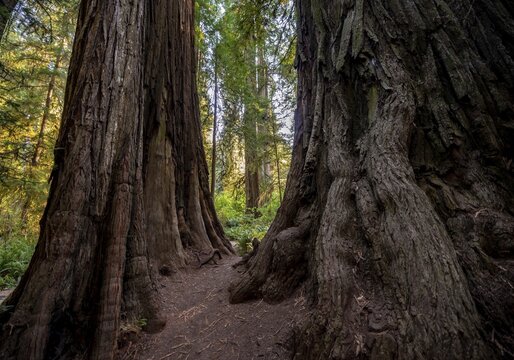 Trunks of two redwoods, coast redwood forest (Sequoia sempervirens), dense vegetation, Jedediah Smith Redwoods State Park, Simpson-Reed Trail, California, USA