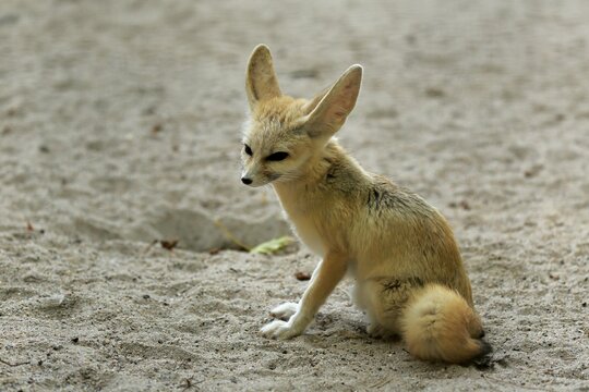 Fennek, fennec fox (Vulpes zerda), adult, captive, North Africa