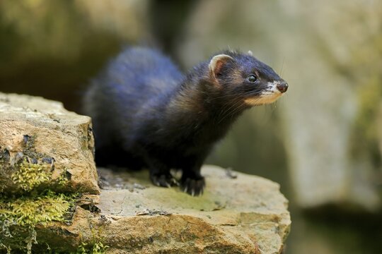 Ferret (Mustela putorius furo), adult, captive, Germany