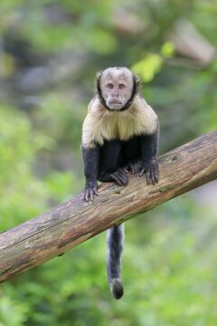 Golden-bellied capuchin (Sapajus xanthosternos), adult, on tree, captive, Brazil, South America