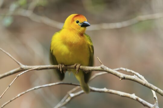 Taveta weaver (Ploceus castaneiceps), adult, male, on standby, captive, East Africa