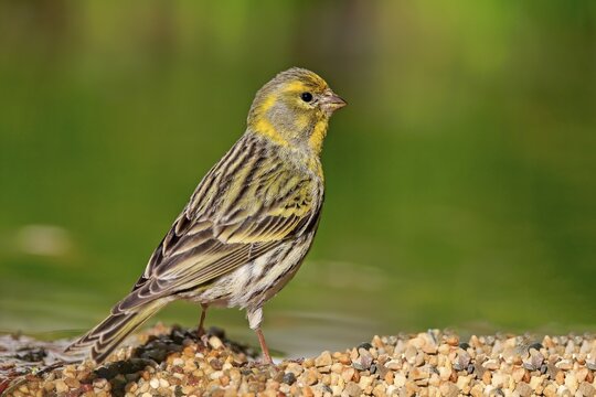 Serin (Serinus serinus), adult, male, at the water, garden pond, Rhineland-Palatinate, Germany