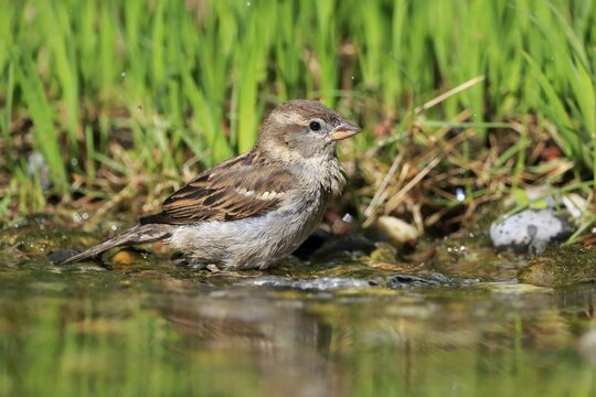 House sparrow (Passer domesticus), adult, female, bathing, in water, garden pond, Rhineland-Palatinate, Germany