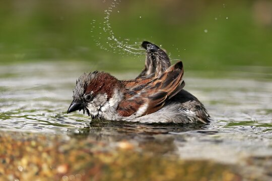 House sparrow (Passer domesticus), adult, male, bathing, in water, garden pond, Rhineland-Palatinate, Germany