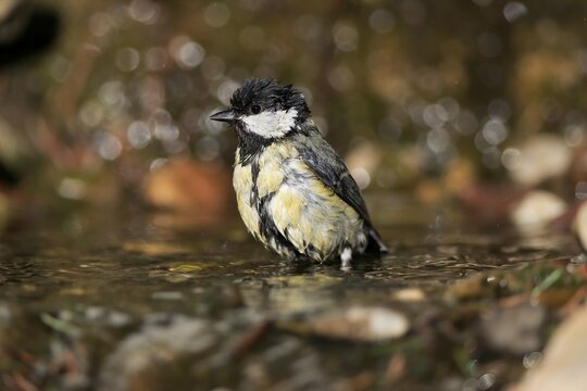 Great tit (Parus major), adult, bathing, in water, garden pond, Rhineland-Palatinate, Germany