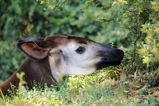Okapi (Okapia johnstoni), adult, feeding, portrait, captive