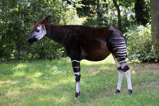 Okapi (Okapia johnstoni), adult, foraging, captive