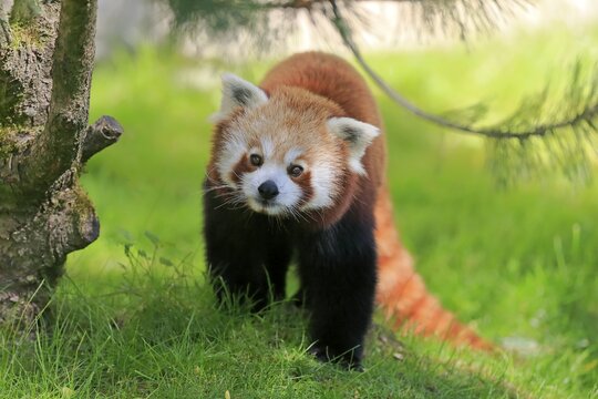 Red panda (Ailurus fulgens), adult, alert, on tree, captive
