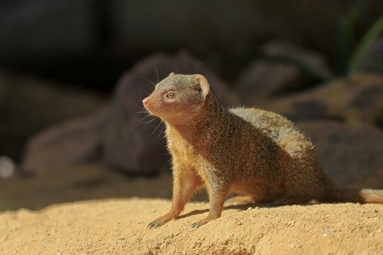 Dwarf mongoose (Helogale parvula), adult, on burrow, alert, captive