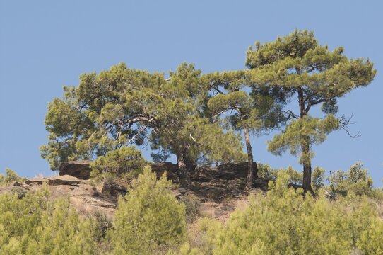 Stone pines (Pinus pinea), Izmir Province, Turkey