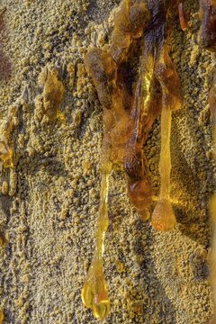 Tree resin of a european black pine (Pinus nigra), Bad V&ouml;slau, Lower Austria, Austria