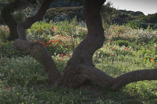 Poppy flower (Papaver rhoeas) and olive (Olea europaea), Corsica, France
