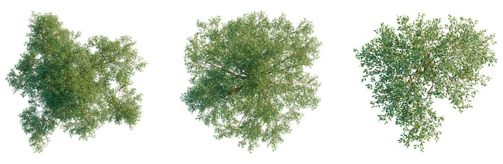 Corymbia calophylla tree plan, top view, cutout, transparent background, isolate, Detailed Green Leaves Branch Close-Up, Natural Texture and Vibrant Color for Design Elements