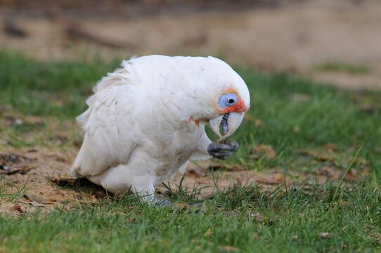 Long-billed corella (Cacatua tenuirostris), Perth, Australia