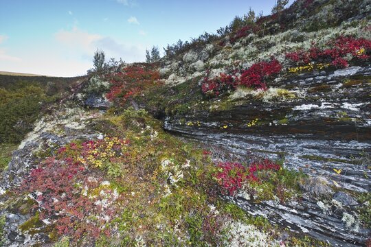 Kinnikinnick (Arctostaphylos uva-ursi) and reindeer lichen (Cladonia rangiferina) in the mountains, Dovrefjell-Sundalsfjella National Park, Norway