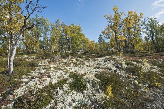 Landscape in Rondane National Park, Norway
