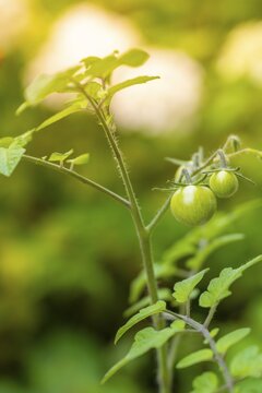 Tomato (Solanum lycopersicum) with green fruits, plant cultivation in own garden, Germany