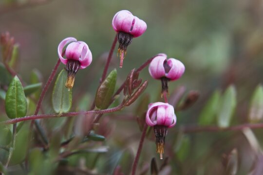 swamp cranberry (Vaccinium oxycoccus), Emsland, Lower Saxony, Germany