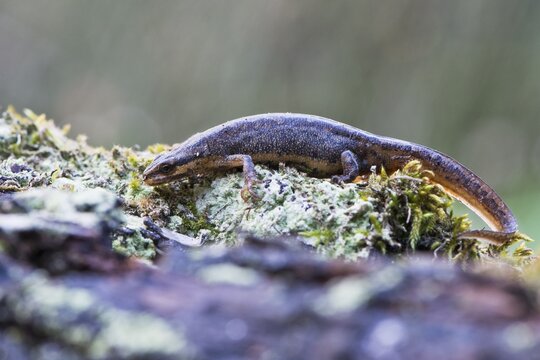 Common newt (Lissotriton vulgaris), Emsland, Lower Saxony, Germany