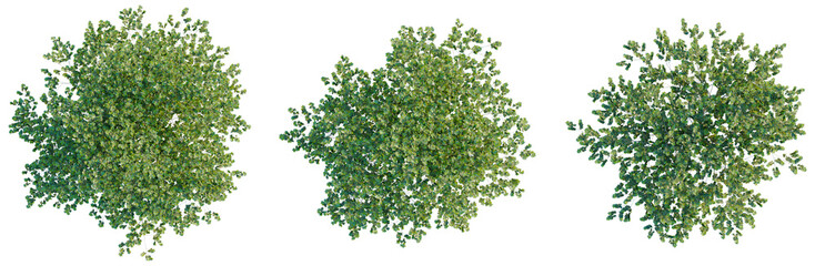 Obraz premium Platanus acerifolia tree plan, top view, cutout, transparent background, isolate, Detailed aerial view of a lush green tree, vibrant foliage, natural landscape, high resolution