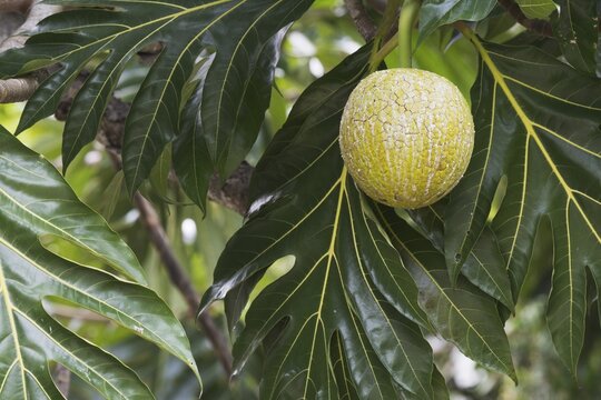 Breadfruit tree (Altocarpus altilis), Mahe, Seychelles