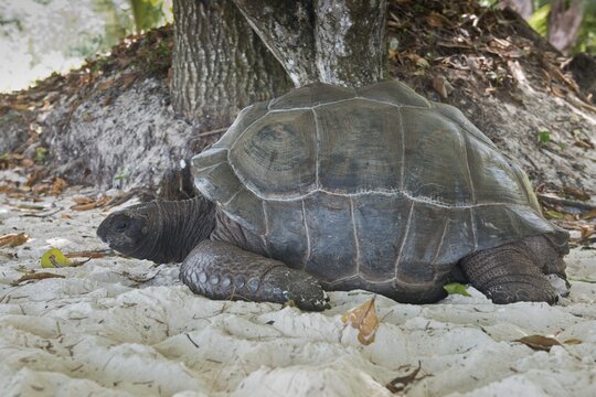 Aldabra giant tortoise (Aldabrachylis gigantea), Mahe, Seychelles