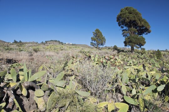 Nopale (Opuntia) and canary island pine (Pinus canariensis), Tenerife, Spain