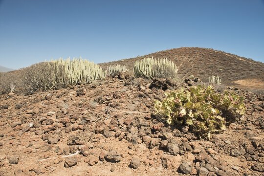 Canary island spurge (Euphorbia canariensis) and nopale (Opuntia), Tenerife, Spain