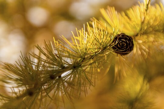 Autumnal yellow larch (Larix) branch with larch cones in the backlight, Schnalstal, Natruns, South Tyrol, Italy