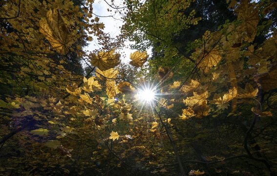 Sun shining between yellow autumnal leaves, Sun Star, Grove of the Patriarchs Trail, Mount Rainier National Park, Washington, USA