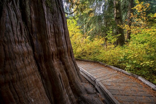 Wooden path around a thick western red cedar (Thuja gigantea), Grove of the Patriarchs Trail, Mount Rainier National Park, Washington, USA