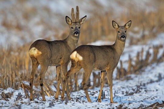 European roe deer (Capreolus capreolus) and doe, Emsland, Lower Saxony, Germany