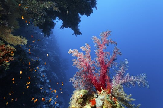 Klunzinger's soft coral (Dendronephthya klunzingeri) on a coral reef ledge, under overhang, Ras Muhammed National Park, Sharm el Sheikh, Red Sea, Sinai, Egypt