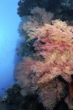 Coral reef wall covered with horn coral (Acabaria splendens) fans, Ras Muhammed National Park, Sharm el Sheikh, Red Sea, Sinai, Egypt