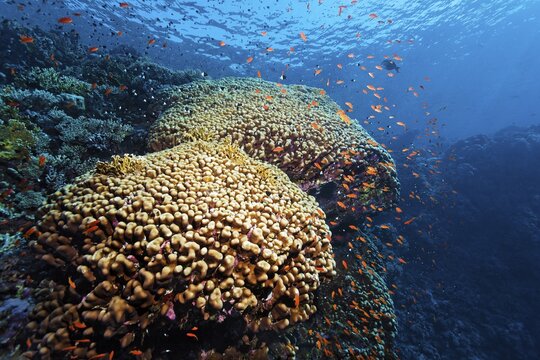 Coral reef with dome coral (Porites nodifera) and shoal of red sea basslet (Pseudanthias taeniatus) flagfish, Ras Muhammed National Park, Red Sea, Sharm el Sheikh, Sinai, Egypt