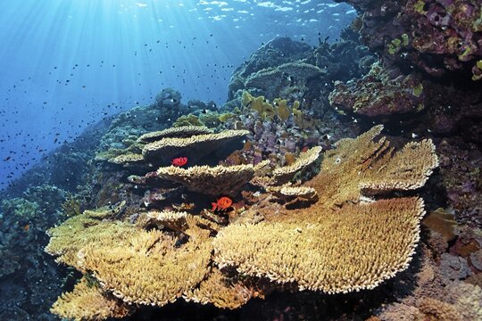 Acropora table coral (Acropora hyacincthus) on backlit coral reef wall, pinecone soldierfish (Myripristis Murdjan), Ras Muhammed National Park, Red Sea, Sharm el Sheikh, Sinai, Egypt