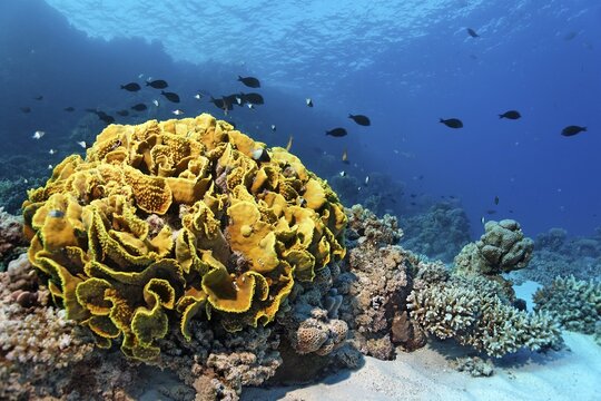 Yellow scroll coral (Turbinaria reniformis), calyx coral, shoal desjardin's sailfin tang (Zebrasoma desjardinii), St. Johns, Red Sea, Egypt