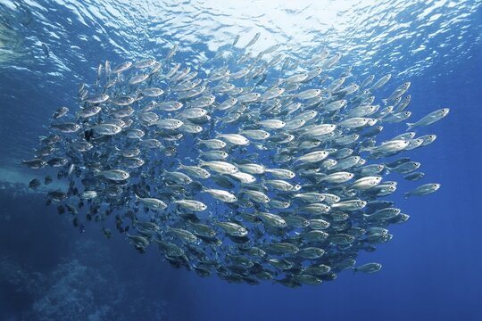 Shoal of five-striped tails (Kuhlia mugil), swimming in the open sea, Brother islands, Red Sea, Egypt