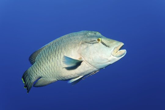 Humphead wrasse (Cheilinus undulatus), swimming in the open sea, juvenile form, blue, St. Johns, Red Sea, Egypt