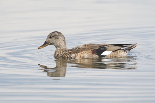Gadwalls (Mareca strepera), Lower Saxony, Germany