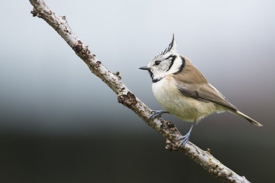 Crested tit (Lophophanes cristatus), North Rhine-Westphalia, Germany